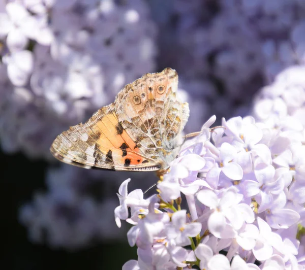 Kelebek Vanessa cardui leylak çiçeklerüzerinde. Tozlaşma çiçeklenme