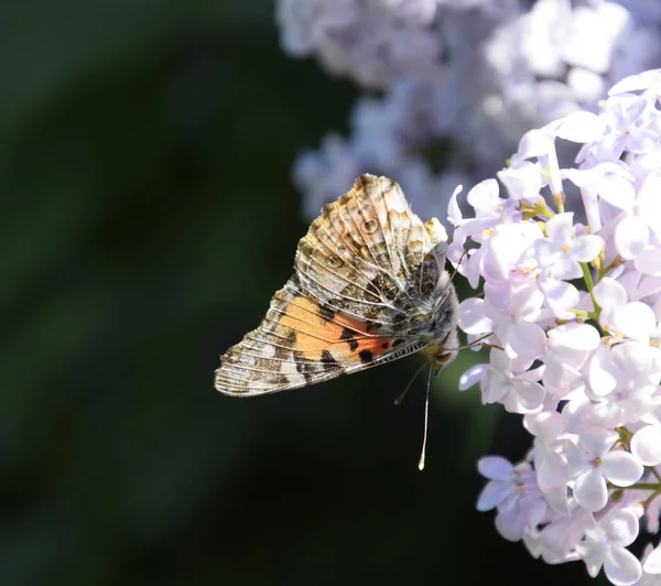 Kelebek Vanessa cardui leylak çiçeklerüzerinde. Tozlaşma çiçeklenme