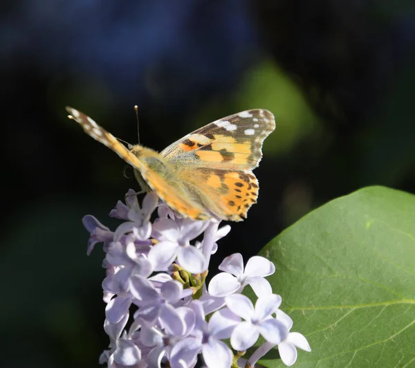 Kelebek Vanessa cardui leylak çiçeklerüzerinde. Tozlaşma çiçeklenme