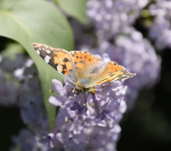 Butterfly Vanessa cardui on lilac flowers. Pollination blooming — Stock Photo, Image