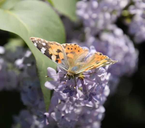 Kelebek Vanessa cardui leylak çiçeklerüzerinde. Tozlaşma çiçeklenme