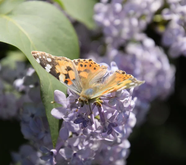 Kelebek Vanessa cardui leylak çiçeklerüzerinde. Tozlaşma çiçeklenme