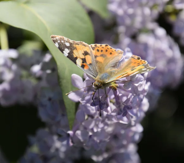 Kelebek Vanessa cardui leylak çiçeklerüzerinde. Tozlaşma çiçeklenme