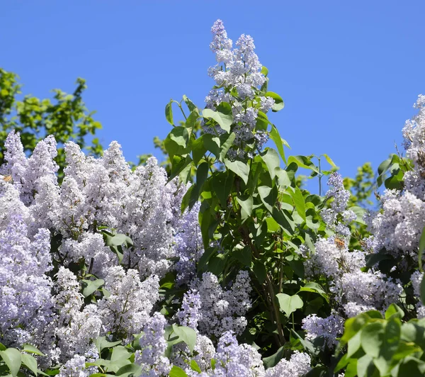 Flowers blooming lilac. Beautiful purple lilac flowers outdoors. — Stock Photo, Image