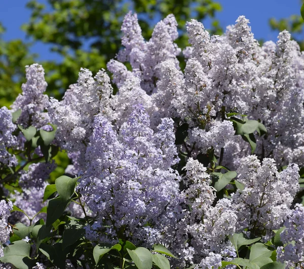 Fiori che sbocciano lilla. Bellissimi fiori viola lilla all'aperto. — Foto Stock