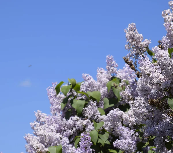 Flowers blooming lilac. Beautiful purple lilac flowers outdoors.