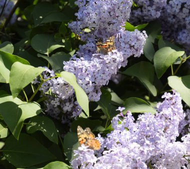 Kelebek Vanessa cardui leylak çiçeklerüzerinde. Tozlaşma çiçeklenme