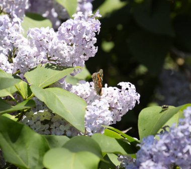 Kelebek Vanessa cardui leylak çiçeklerüzerinde. Tozlaşma çiçeklenme