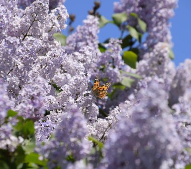 Kelebek Vanessa cardui leylak çiçeklerüzerinde. Tozlaşma çiçeklenme