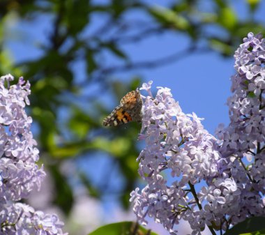 Kelebek Vanessa cardui leylak çiçeklerüzerinde. Tozlaşma çiçeklenme