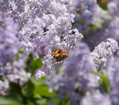 Kelebek Vanessa cardui leylak çiçeklerüzerinde. Tozlaşma çiçeklenme