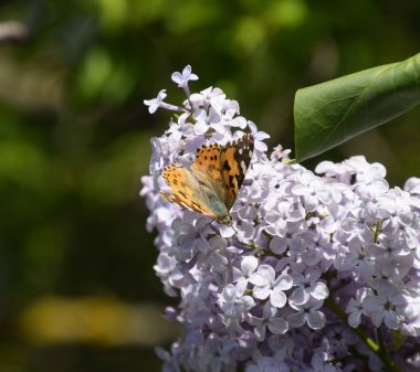 Kelebek Vanessa cardui leylak çiçeklerüzerinde. Tozlaşma çiçeklenme