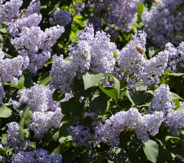 Flowers blooming lilac. Beautiful purple lilac flowers outdoors. — Stock Photo, Image