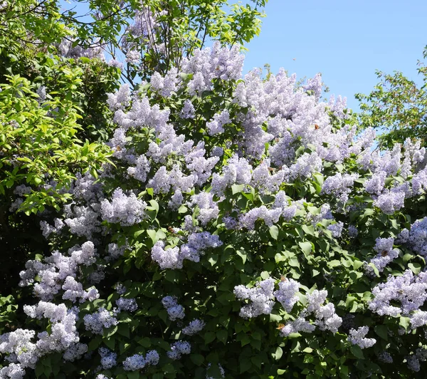 Flowers blooming lilac. Beautiful purple lilac flowers outdoors. — Stock Photo, Image