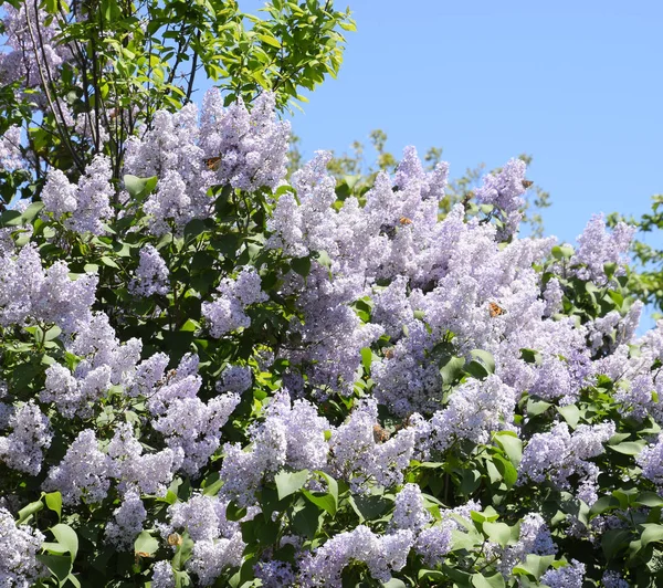 Fiori che sbocciano lilla. Bellissimi fiori viola lilla all'aperto. — Foto Stock