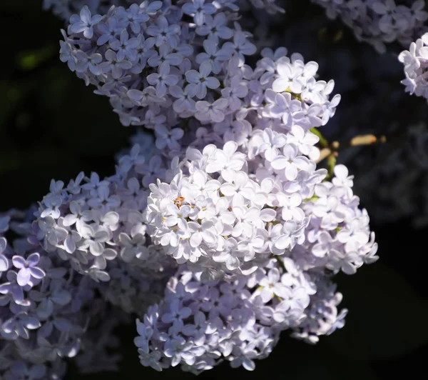 Çiçekler açan leylak. Açık havada güzel mor leylak çiçekleri.