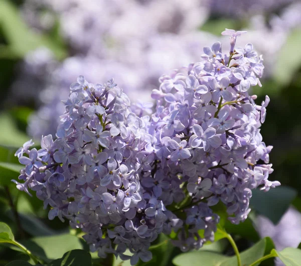 Çiçekler açan leylak. Açık havada güzel mor leylak çiçekleri.