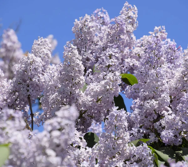 Flores que florecen lila. Hermosas flores lila púrpura al aire libre. —  Fotos de Stock