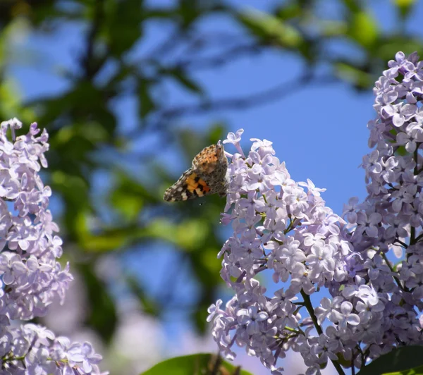 Kelebek Vanessa cardui leylak çiçeklerüzerinde. Tozlaşma çiçeklenme