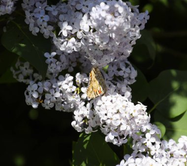 Kelebek Vanessa cardui leylak çiçeklerüzerinde. Tozlaşma çiçeklenme