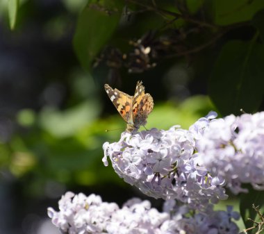 Kelebek Vanessa cardui leylak çiçeklerüzerinde. Tozlaşma çiçeklenme