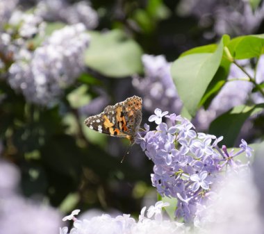 Kelebek Vanessa cardui leylak çiçeklerüzerinde. Tozlaşma çiçeklenme