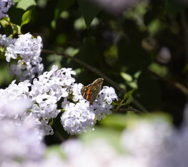 Kelebek Vanessa cardui leylak çiçeklerüzerinde. Tozlaşma çiçeklenme