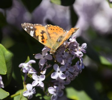 Kelebek Vanessa cardui leylak çiçeklerüzerinde. Tozlaşma çiçeklenme