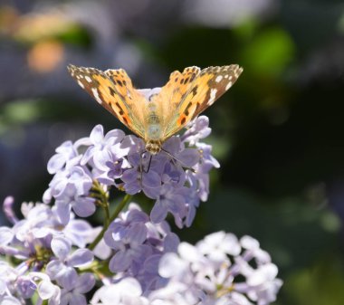 Kelebek Vanessa cardui leylak çiçeklerüzerinde. Tozlaşma çiçeklenme