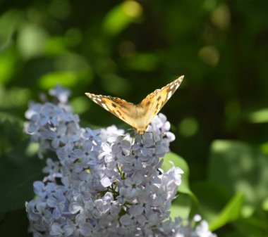 Kelebek Vanessa cardui leylak çiçeklerüzerinde. Tozlaşma çiçeklenme