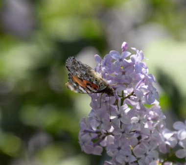Kelebek Vanessa cardui leylak çiçeklerüzerinde. Tozlaşma çiçeklenme