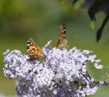 Kelebek Vanessa cardui leylak çiçeklerüzerinde. Tozlaşma çiçeklenme