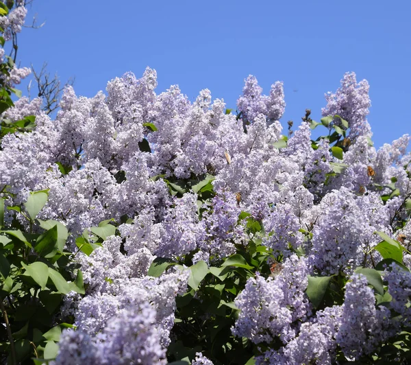 Flores que florecen lila. Hermosas flores lila púrpura al aire libre. — Foto de Stock