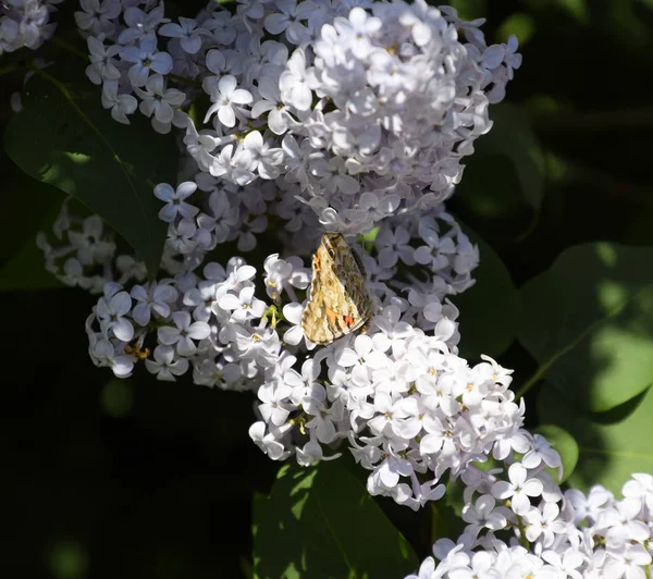 Kelebek Vanessa cardui leylak çiçeklerüzerinde. Tozlaşma çiçeklenme