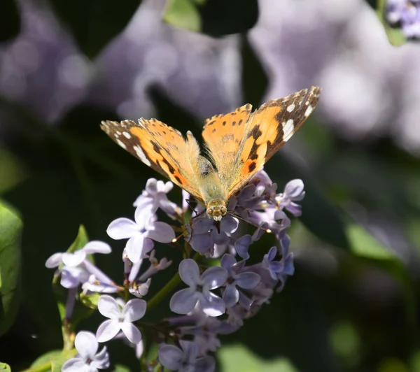 Kelebek Vanessa cardui leylak çiçeklerüzerinde. Tozlaşma çiçeklenme