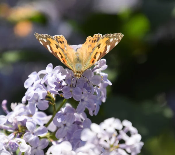 Kelebek Vanessa cardui leylak çiçeklerüzerinde. Tozlaşma çiçeklenme