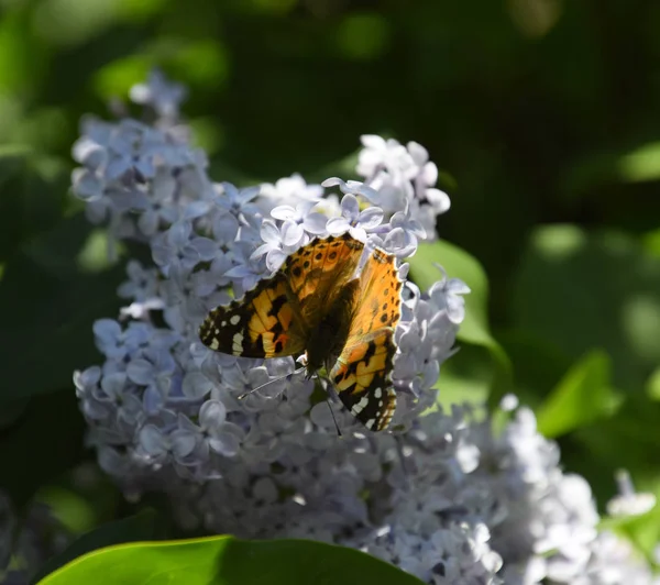 Kelebek Vanessa cardui leylak çiçeklerüzerinde. Tozlaşma çiçeklenme