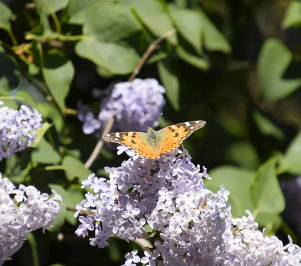 Kelebek Vanessa cardui leylak çiçeklerüzerinde. Tozlaşma çiçeklenme