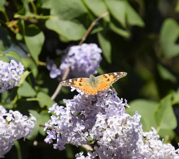 Kelebek Vanessa cardui leylak çiçeklerüzerinde. Tozlaşma çiçeklenme