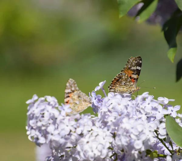 Kelebek Vanessa cardui leylak çiçeklerüzerinde. Tozlaşma çiçeklenme