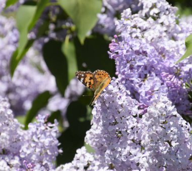 Kelebek Vanessa cardui leylak çiçeklerüzerinde. Tozlaşma çiçeklenme