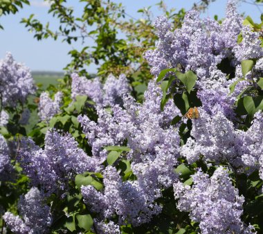 Kelebek Vanessa cardui leylak çiçeklerüzerinde. Tozlaşma çiçeklenme
