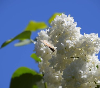 Çiçekler açan leylak. Açık havada güzel mor leylak çiçekleri.