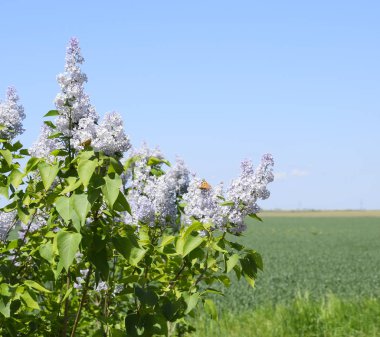 Çiçekler açan leylak. Açık havada güzel mor leylak çiçekleri.