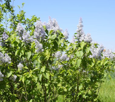 Çiçekler açan leylak. Açık havada güzel mor leylak çiçekleri.