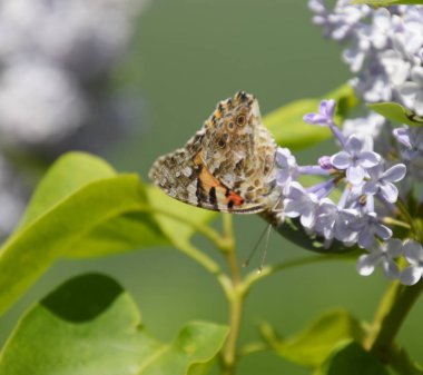 Kelebek Vanessa cardui leylak çiçeklerüzerinde. Tozlaşma çiçeklenme