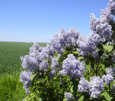 Çiçekler açan leylak. Açık havada güzel mor leylak çiçekleri.