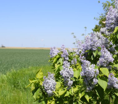 Çiçekler açan leylak. Açık havada güzel mor leylak çiçekleri.