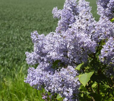 Çiçekler açan leylak. Açık havada güzel mor leylak çiçekleri.