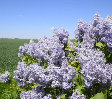 Çiçekler açan leylak. Açık havada güzel mor leylak çiçekleri.
